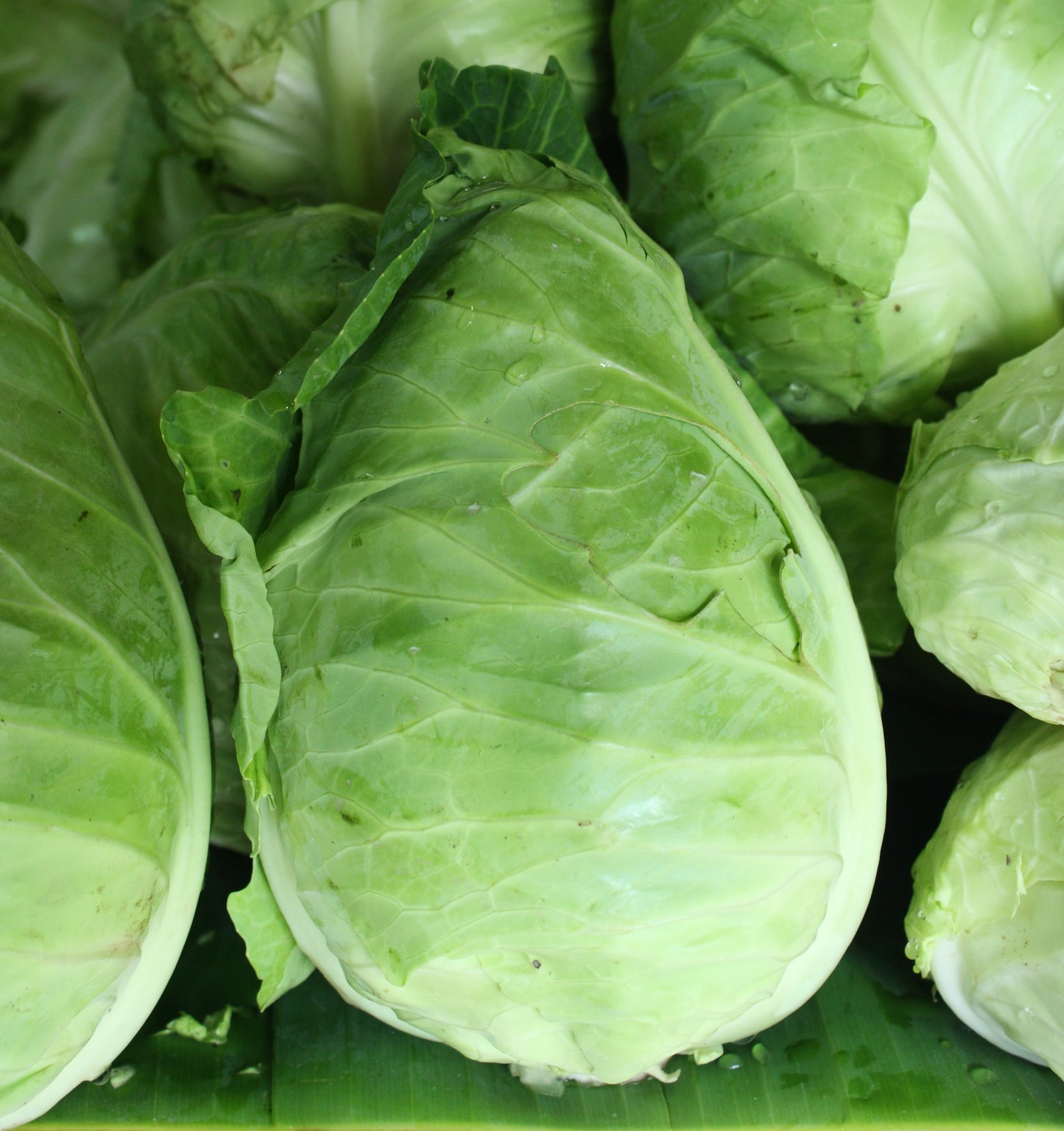 Vegetable - Cabbage - Durham Early - 700 Seeds - Finest