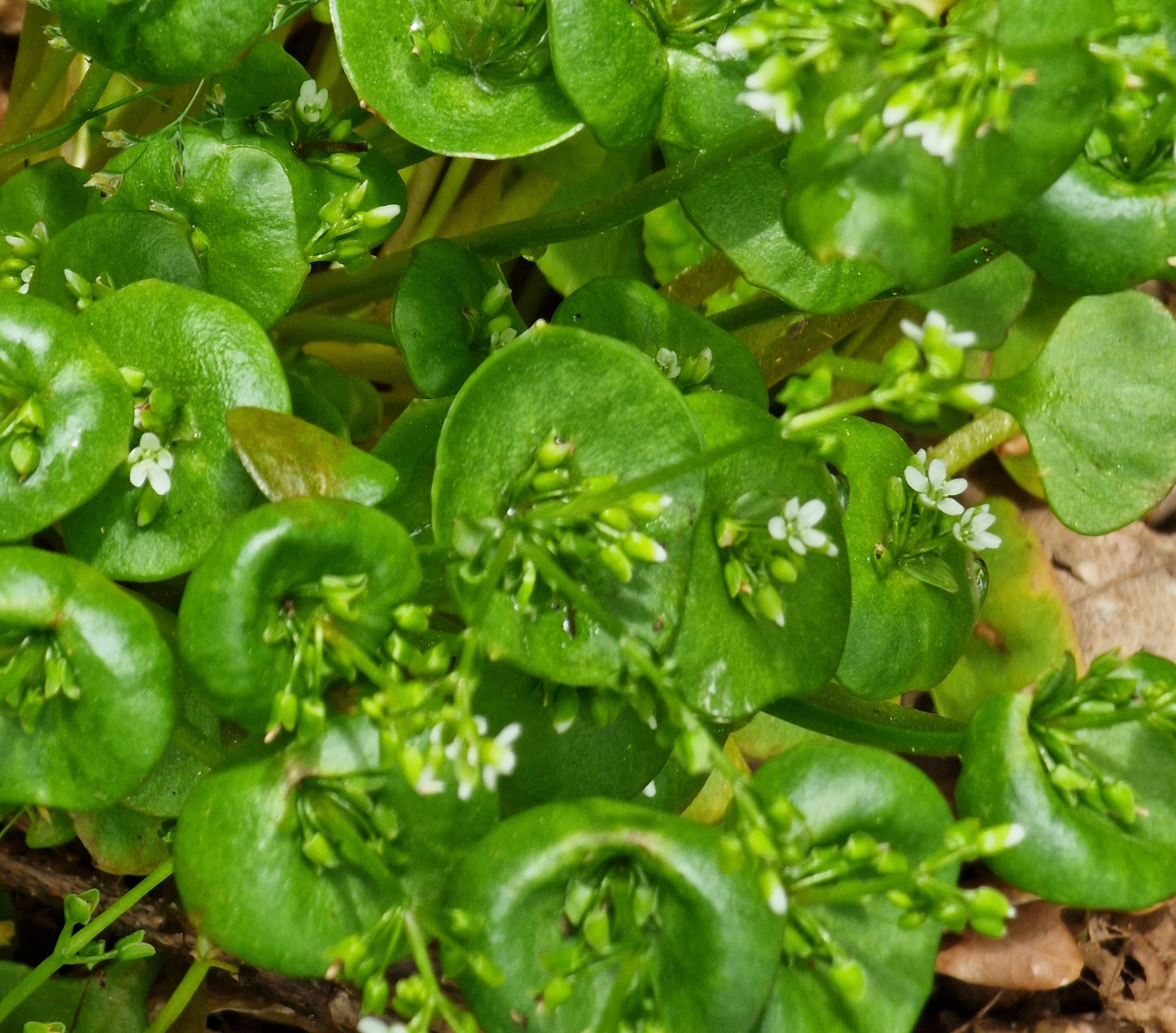 Herb Claytonia - Winter Purslane  - 500x Seeds