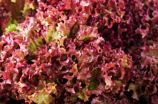 Lettuce Lolla Rossa - 2100x seeds - Vegetable