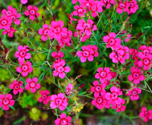 Pink Cheddar Dianthus Gratianopolitanus Perennial Fragrant - 200x Seeds - Flower