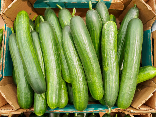 Vegetable - Cucumber - Marketmore - 30 Seeds - Vegetable Seeds