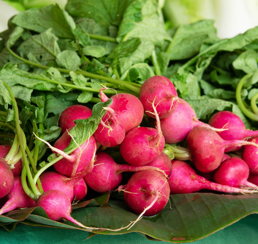 Vegetable Radish Crimson Giant 1300x seeds