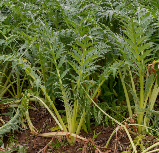 50x Cardoon Bianco Seeds - Vegetable