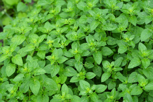 Oregano Seeds - Herb - 700x Seeds - Finest