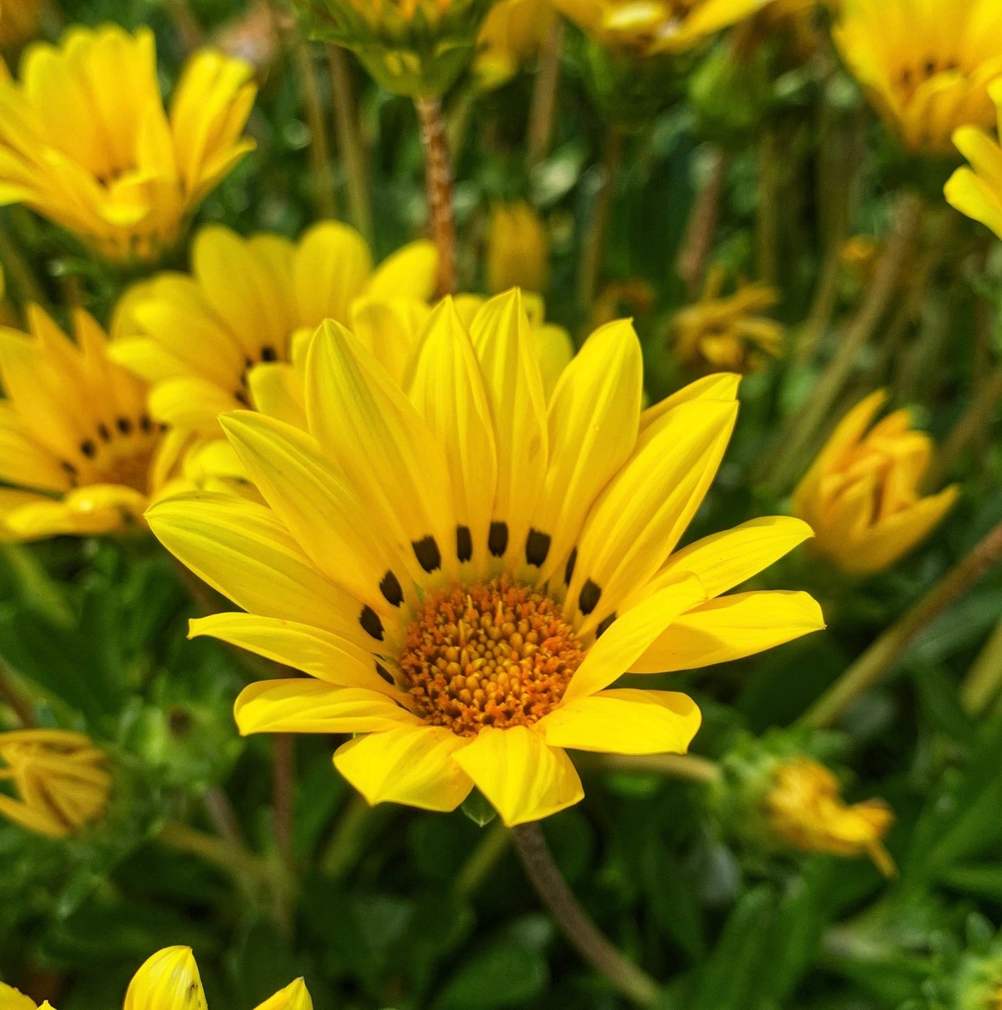 50x Marguerite Yellow Daisy Seeds - Anthemis Tinctoria - Perennial Flower