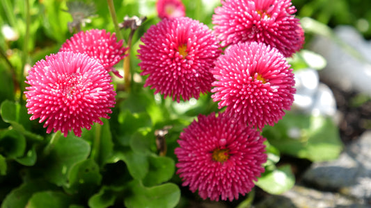 200x Pompom Daisy Bellis Perennial Mixed Double Flower Seeds