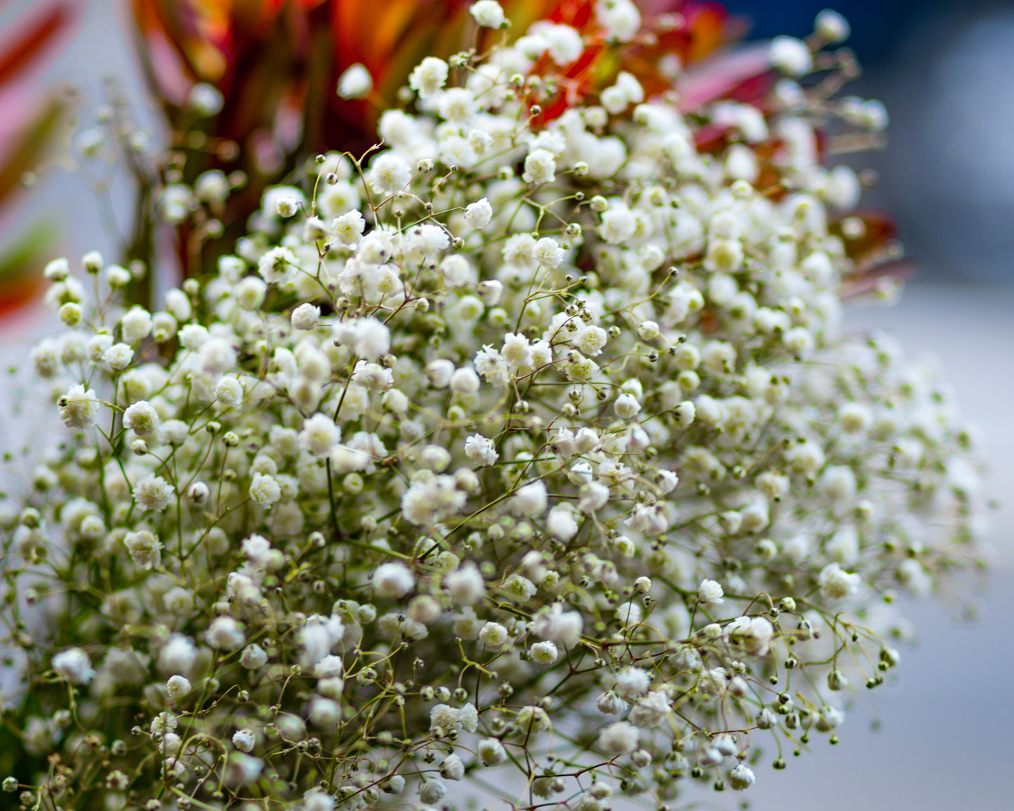 500x Baby's Breath White Covent Garden Seeds - Flowers