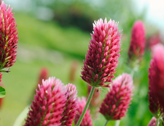 Wild Italian Crimson Red Clover - 1000x Seed - Flowering Herb