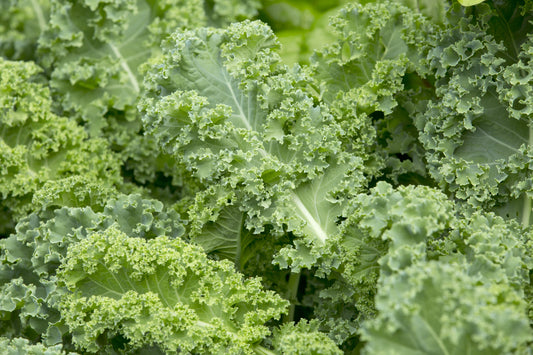 Dwarf Green Curled Kale Winter Hardy - 200x Seeds - Vegetable