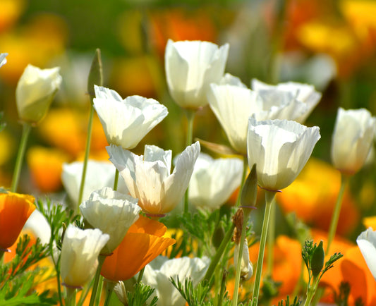 3000x California Poppy Mission Bells Flower Seeds