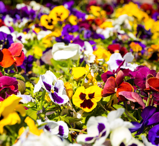 Pansy Swiss Giant Mixed Seeds 100x Flowers Baskets Seeds