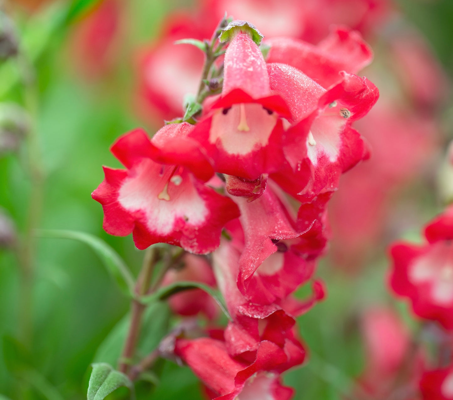 100x Mixed Penstemon Flower Long Bloom Seeds