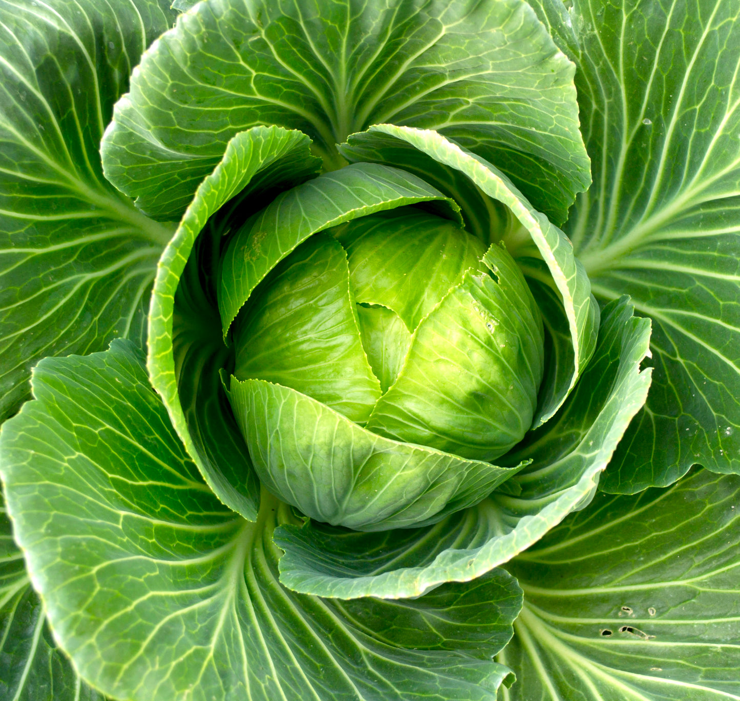 400x Cabbage Brunswick Heirloom Seeds - Vegetable