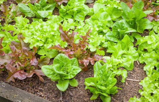 Lettuce Seeds Gourmet Salad Bowl  1500 Rapid growing loose-leaf cutting