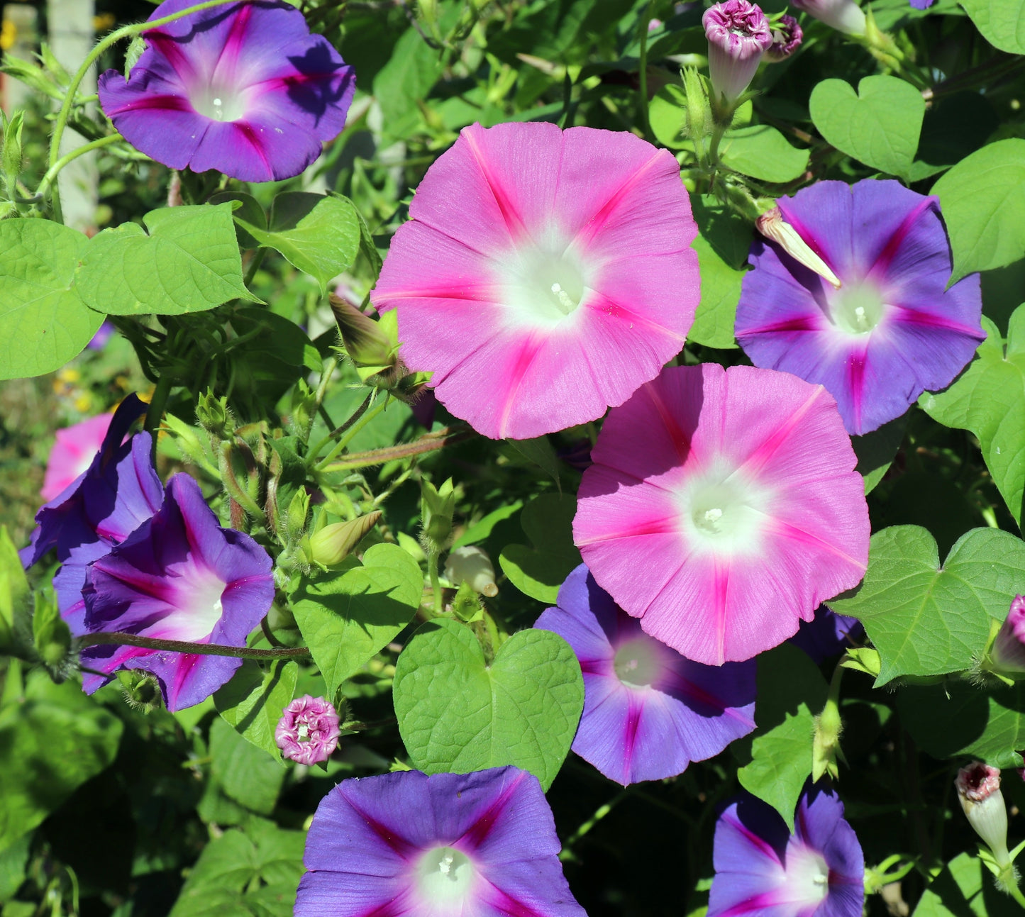 50x Climbing Morning Glory Mix Ipomoea Annual Flower Seeds