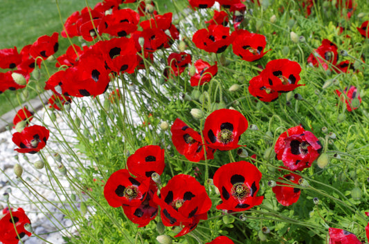 3500x Poppy Ladybird Seeds - Papaver Lady Bird - Awarded Poppy