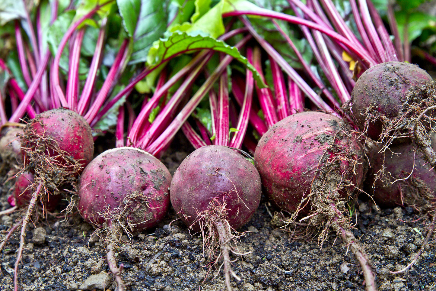 Vegetable - Beetroot - Boltardy - 200 Seeds - Finest Seeds