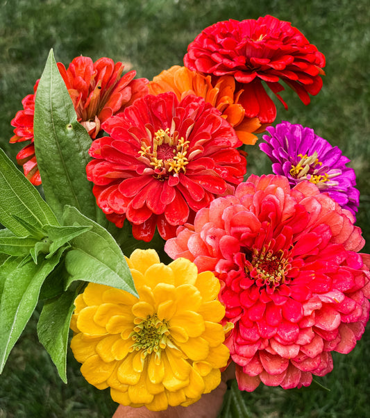 110x Zinnia Oklahoma Mix Colourful Flower Seeds