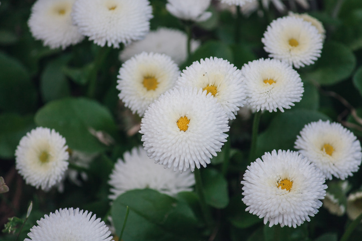 Snowball Chrysanthemum Daisy Flowers - 110x Seeds - Hardy Perennial -  Flowers