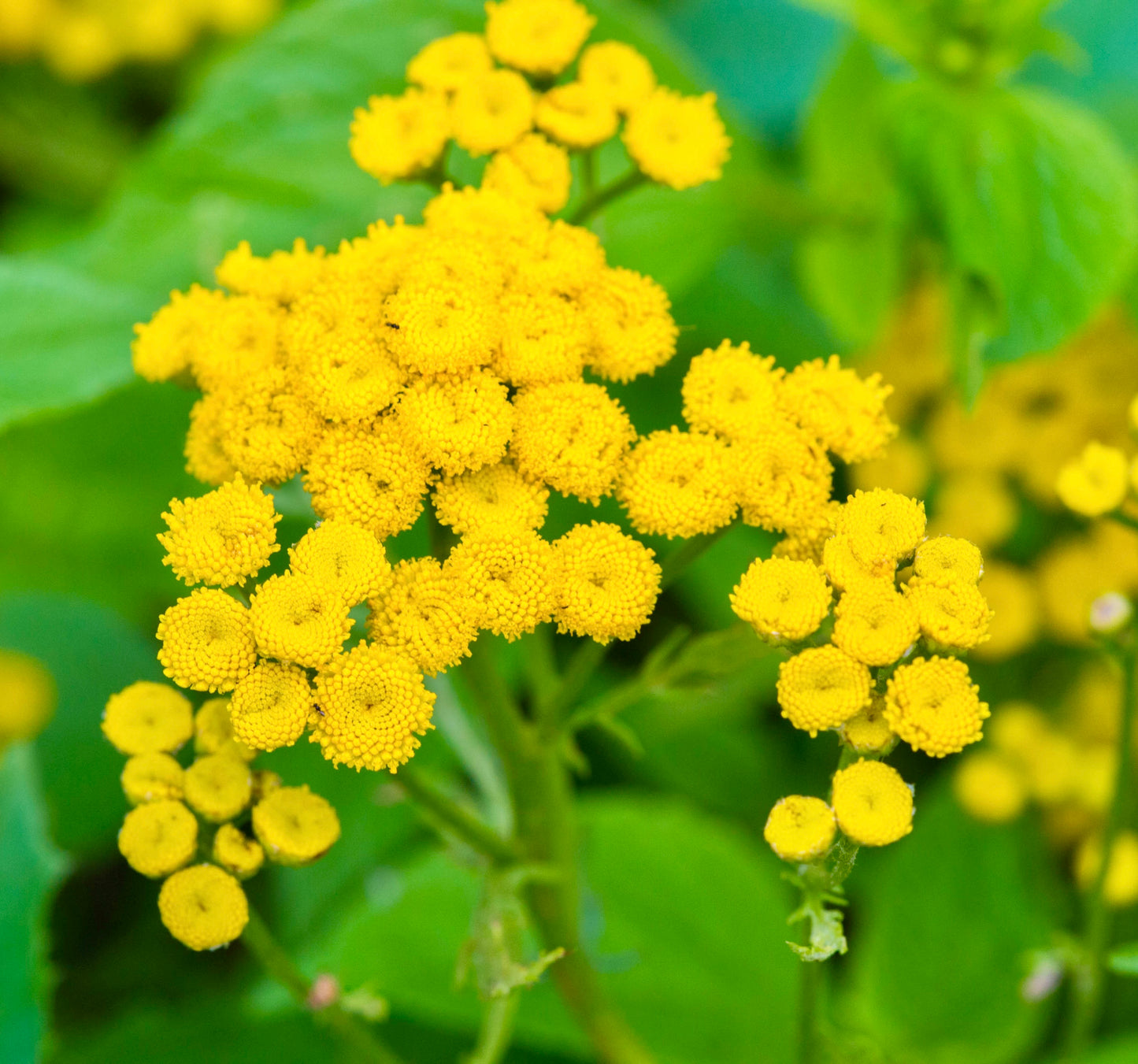 Tansy Tanacetum Vulgare - 3000x Seeds - Herb