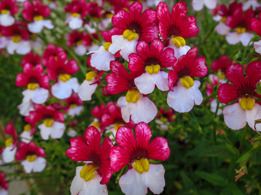 Nemesia st. George Nemesia Strumosa Red White Small Flower - 1200x Seeds