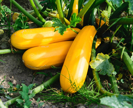 Atena Polka Courgette F1 - 10x Seeds - Vegetable