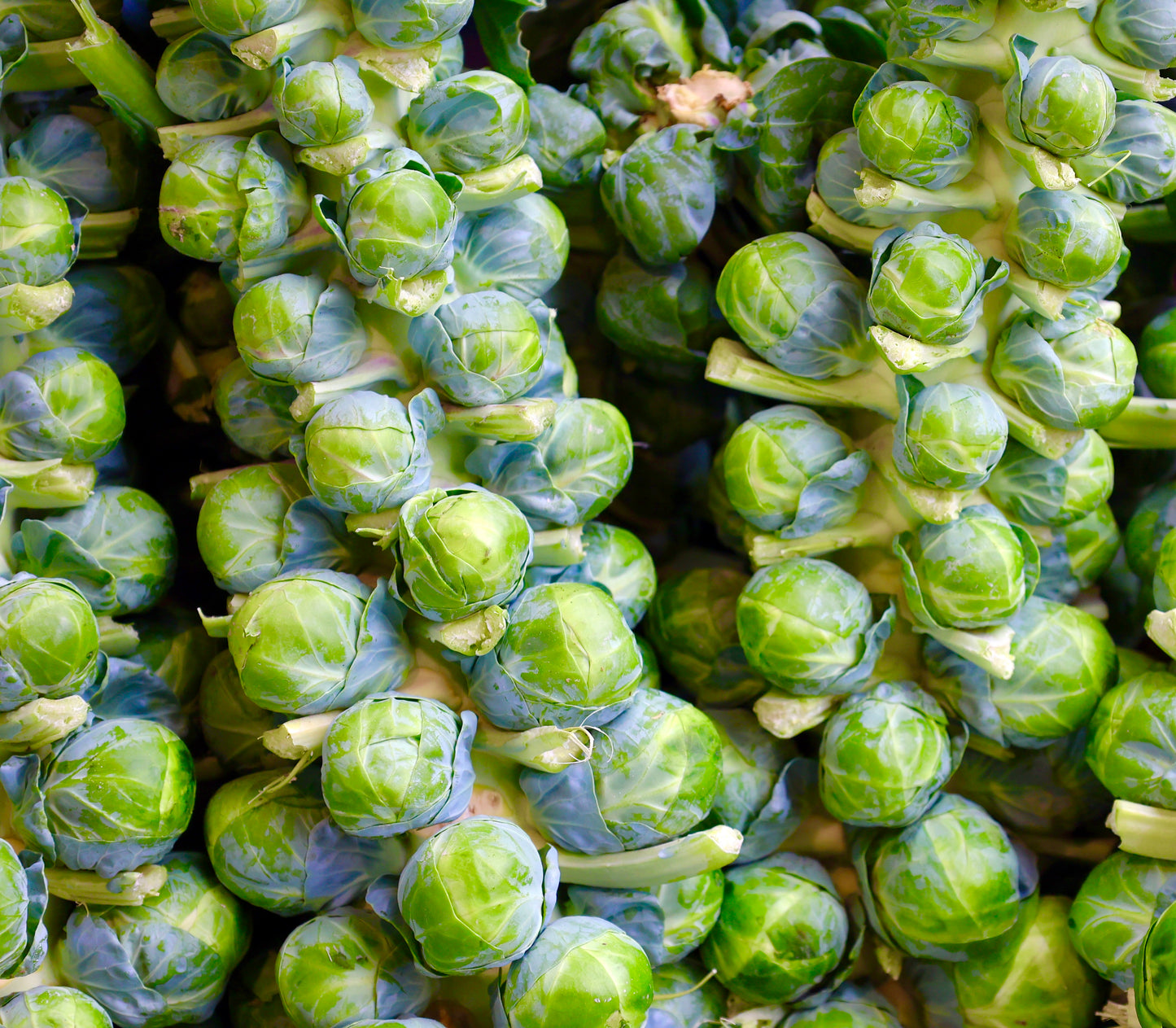 Brussels Sprout Early Half Tall - 800x seeds - Vegetable