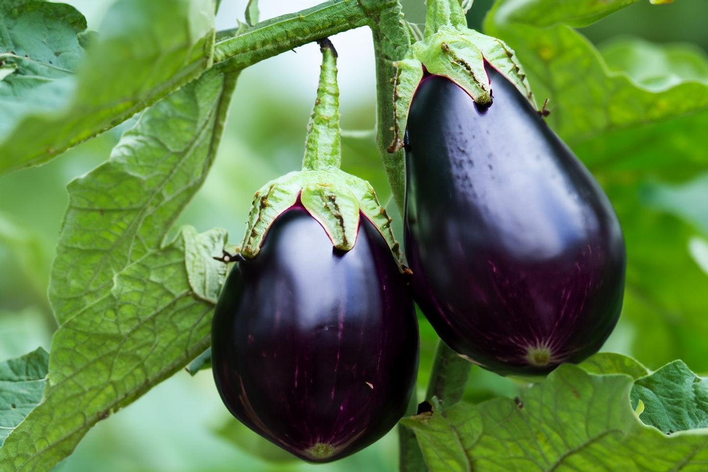 Aubergine Black Beauty 200x Vegetable Finest Seeds