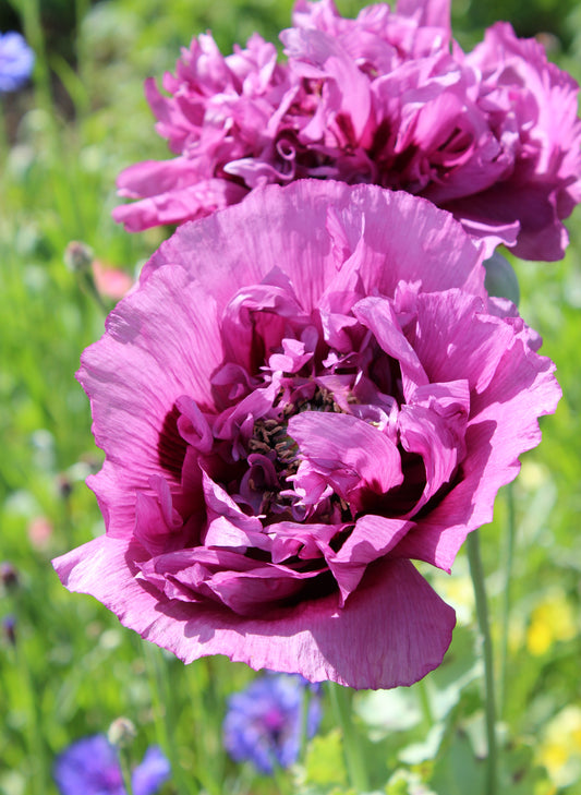 600x Poppy Double Violet Blush - Papaver Annual - Flower