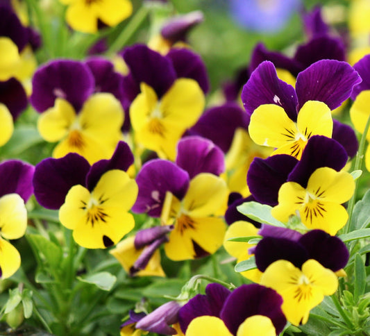 100x Tri Colour Johnny Viola Wild Violet Bedding Perennial Seeds - Flower