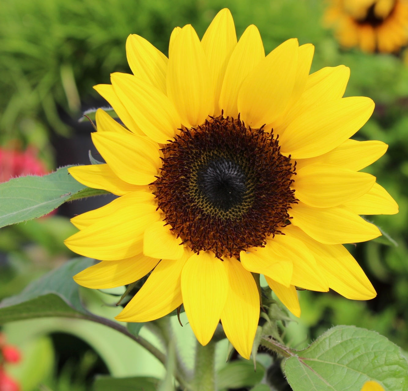 Bambino Sunflower Dwarf Tall Growing Seeds - 30x Seeds - Flower