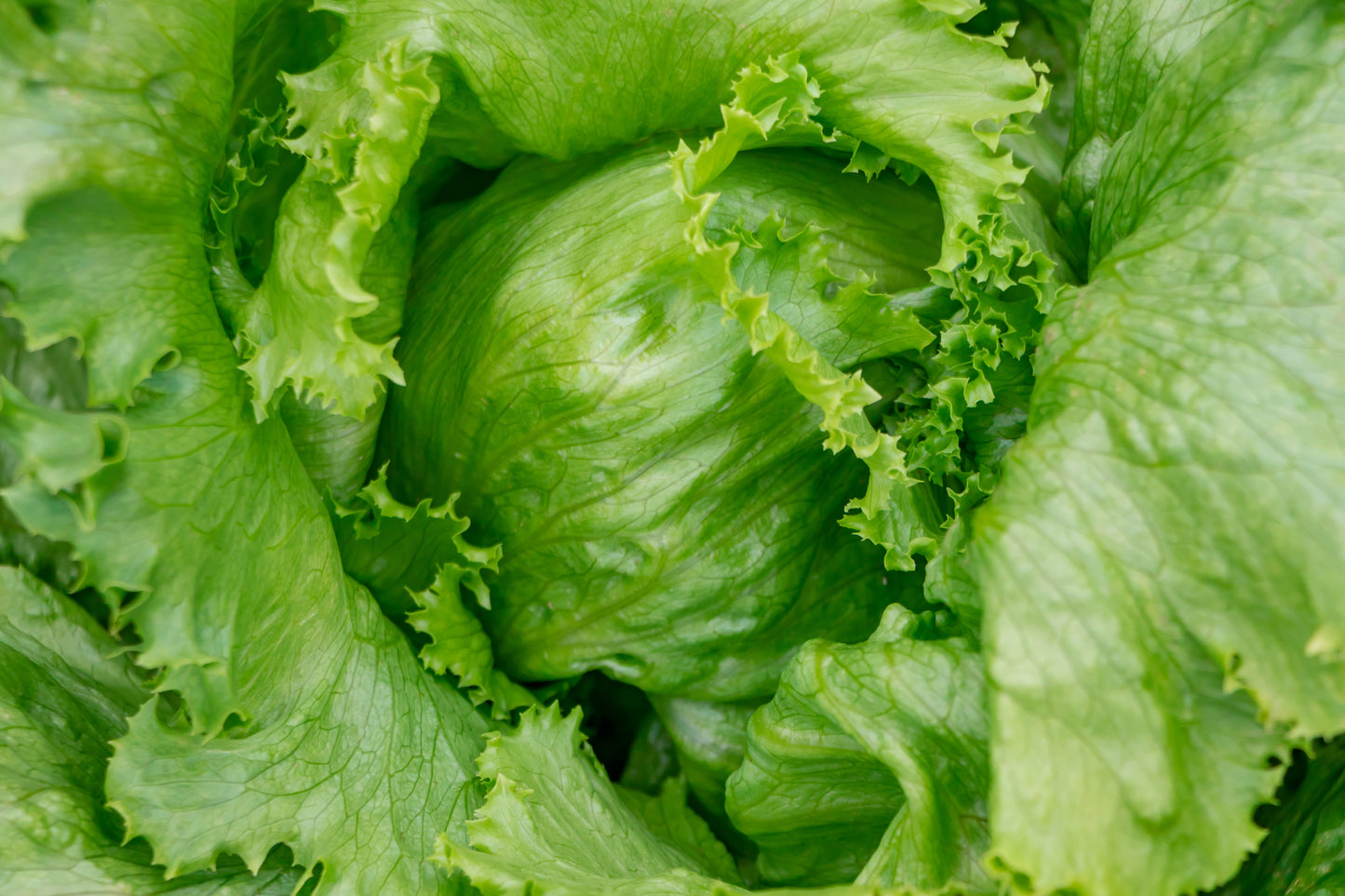 Lettuce Saladin Iceberg -  1000x seeds - Vegetable