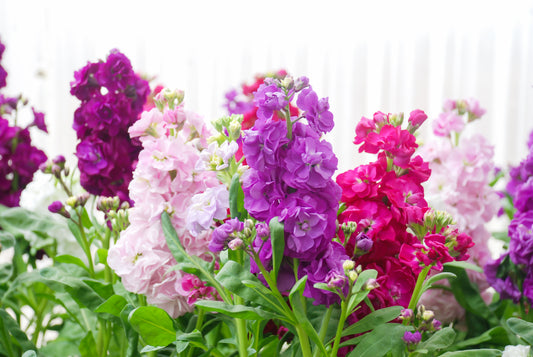 Mixed Matthiola Stock Fragrant Scented - 300x Seeds - Flower