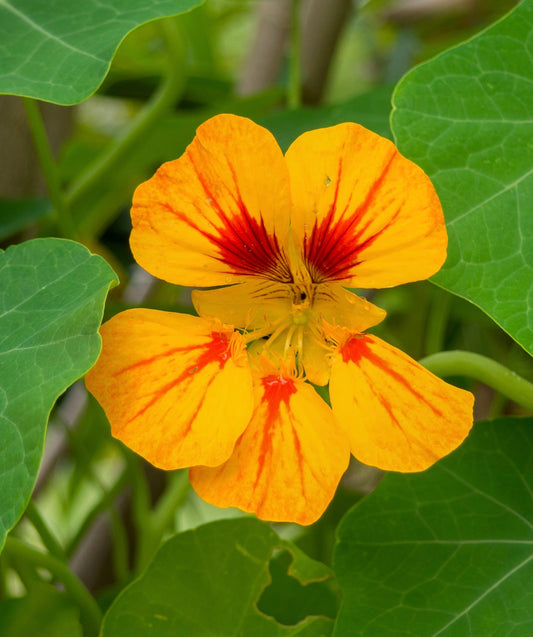 Ice Cream Sundae Nasturtium - 10x Seeds - Flower