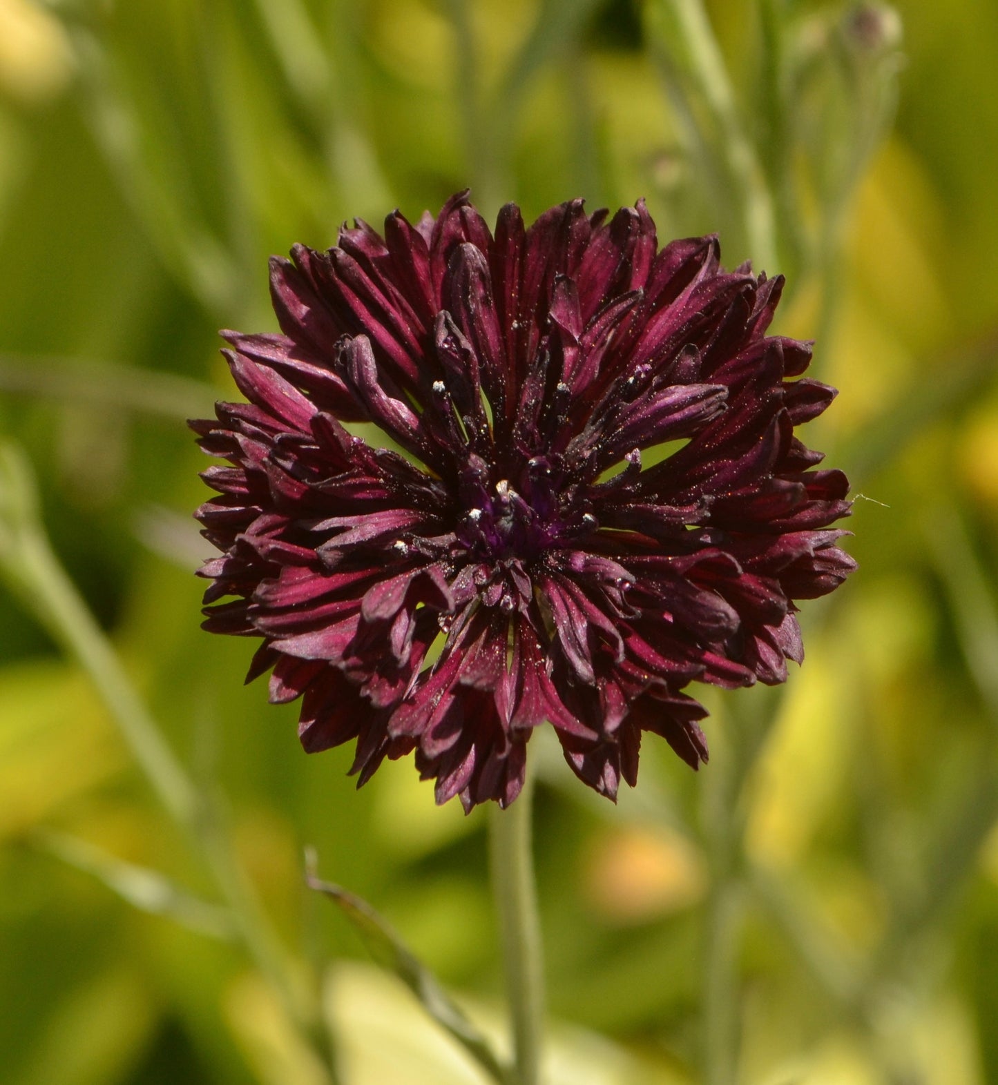 Black Cornflower Dark Crimson Centaurea Ball Flower - 100x Seeds - Perennial