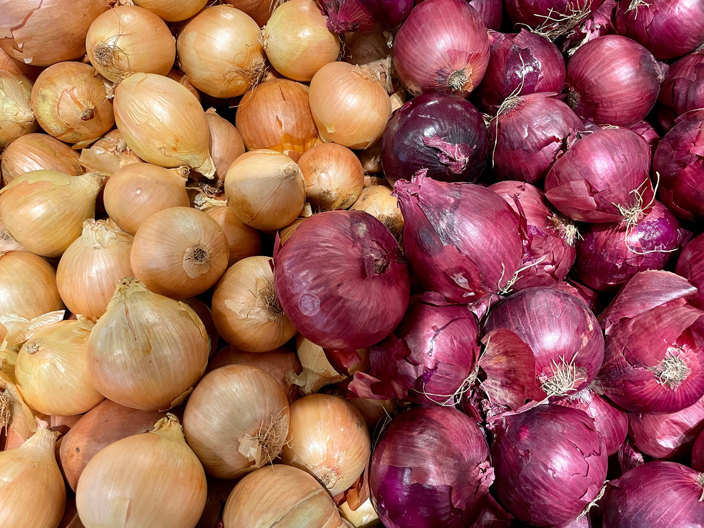 Mixed Red & Brown Sweet Onion Giant - 100x Seeds - Vegetable