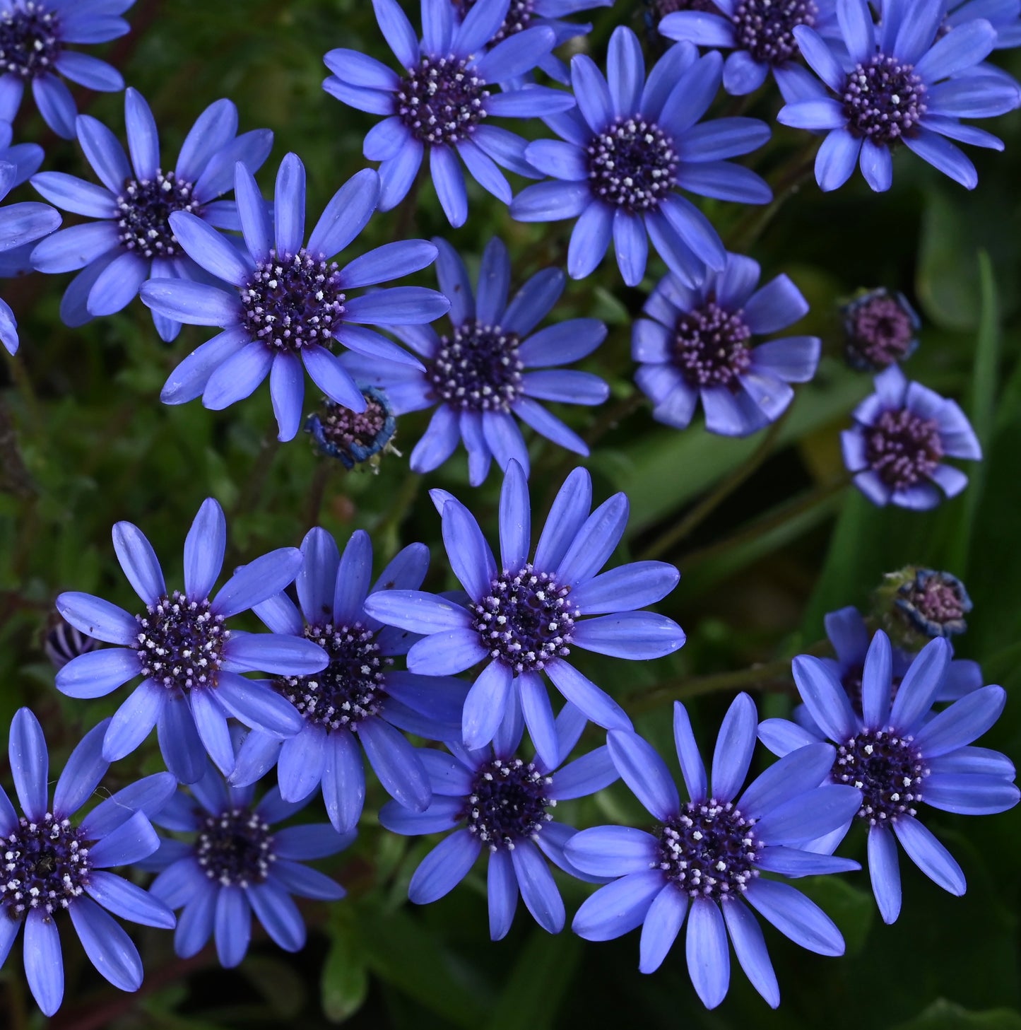 Felicia Blue Daisy - 800x Seeds - Flower