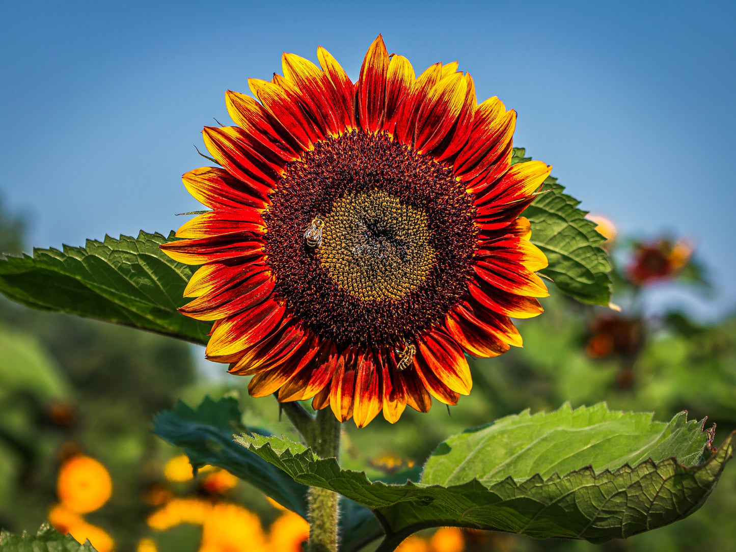 Pastel Coloured Giant Sunflower Colourful - 50x Seeds - Flowers