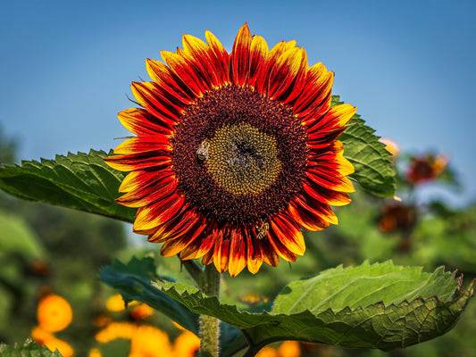 Pastel Coloured Giant Sunflower Colourful - 50x Seeds - Flowers