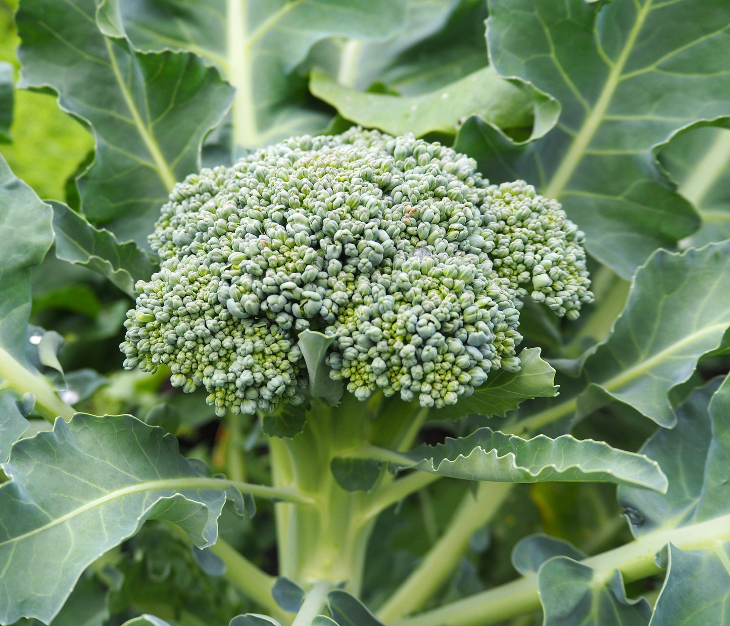 Green Broccoli Winter Hardy - 600x Seeds - Ramoso Calabrese -  Vegetable