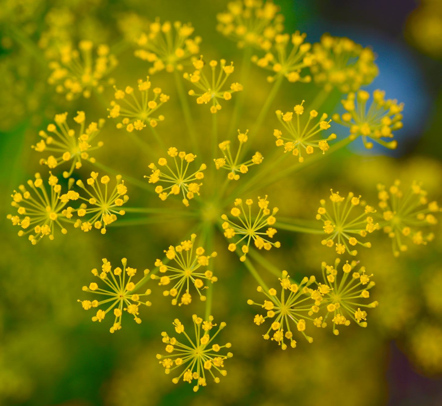 1700x Herb Dill  Mammoth Seeds - Anethum Graveolens  - Herb