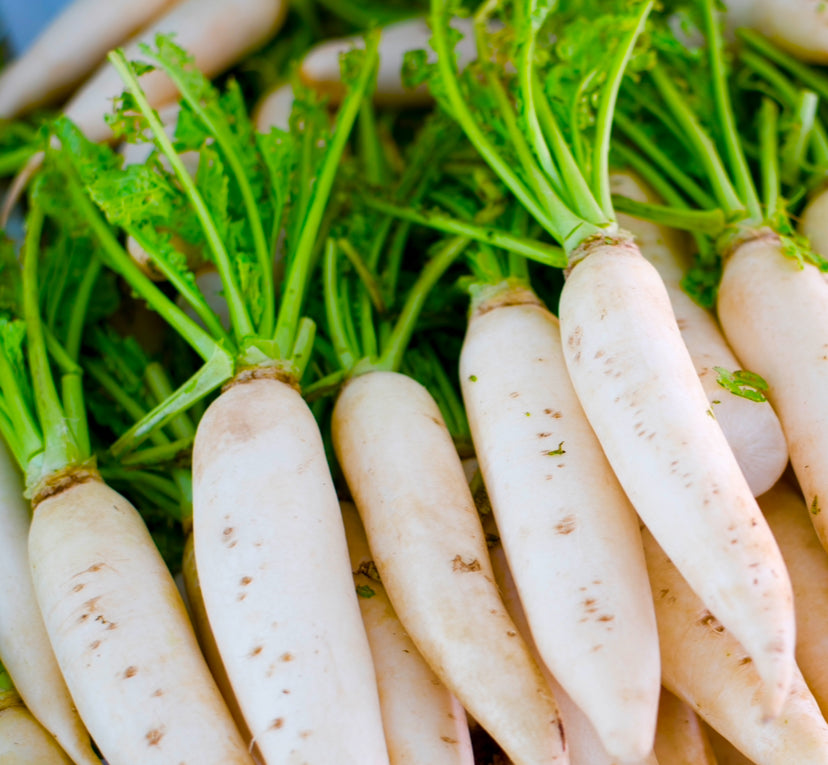 Radish Mooli Minowase 1500x Seeds - Vegetable