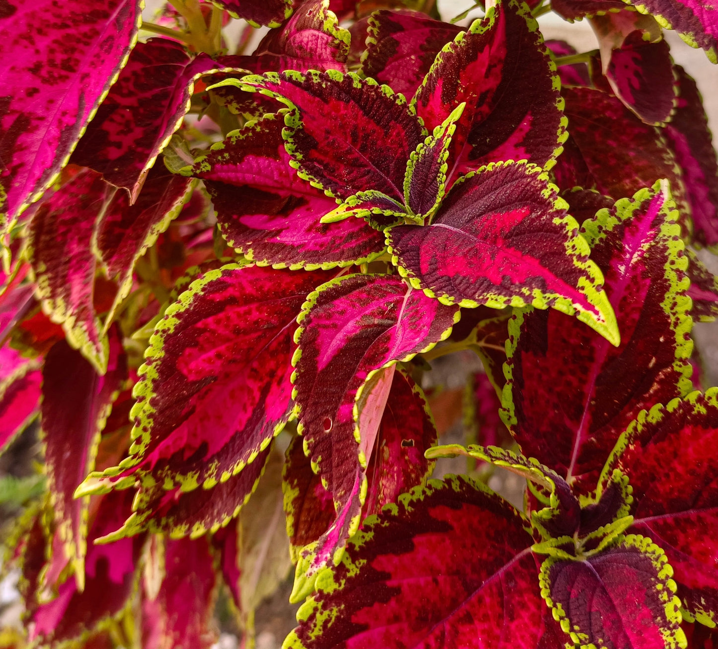 Coleus Rainbow Seeds Mix Dwarf Coloured - 60x Seeds - Flower