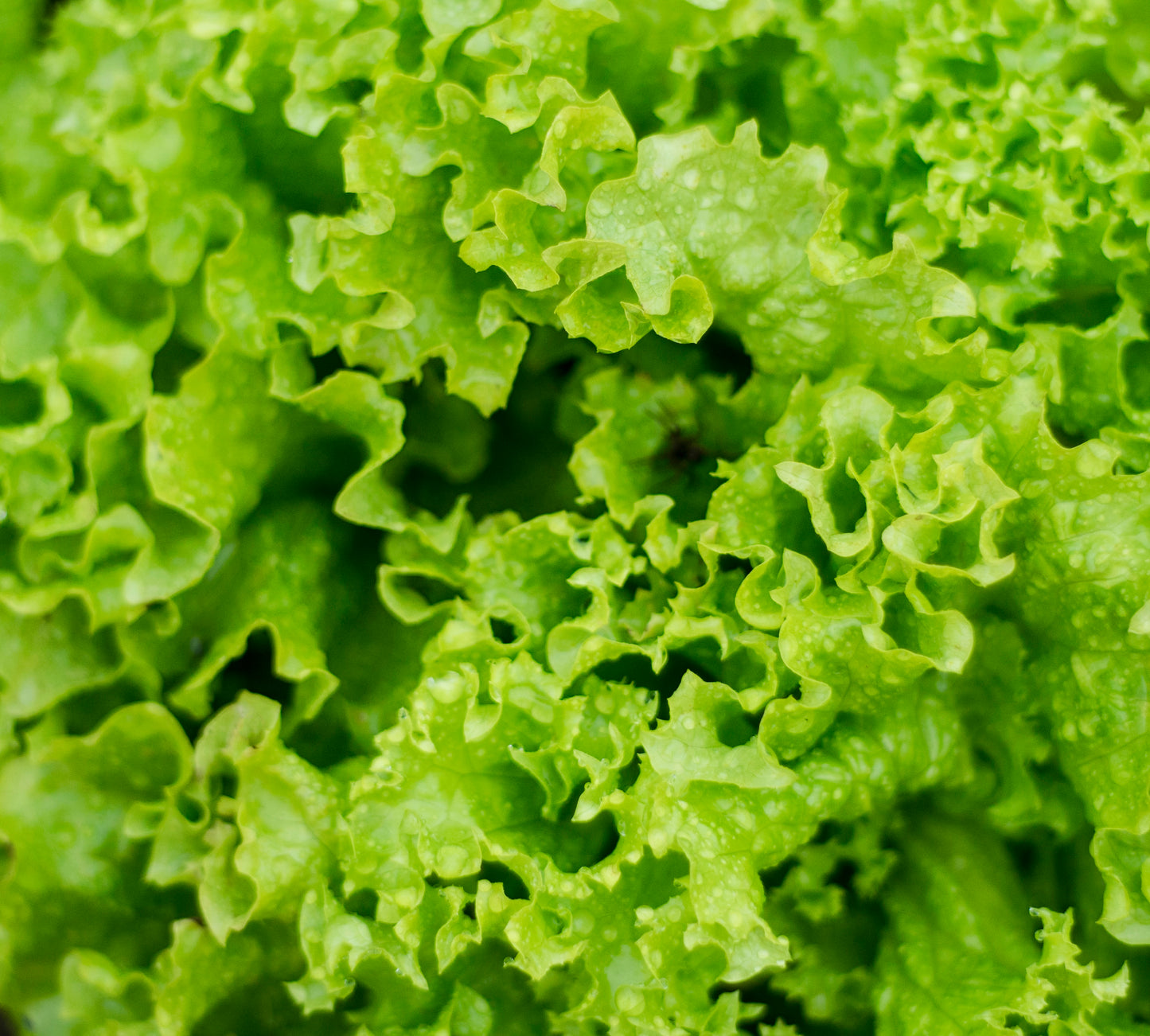 Lettuce Salad Bowl Green - 1500x seeds - Lettuce