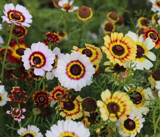 Giant Pastel English Daisy Hardy - 100x Seeds - Flowers