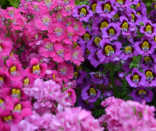 2100x Butterfly Angel Wings Mix Seeds - Schizanthus - Flower