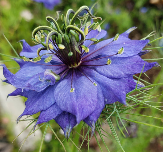 Nigella hispanica Love In A Mist - 500x Seeds - Flower