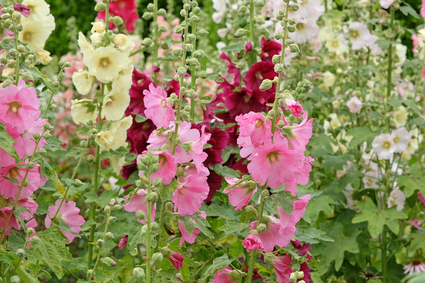 200x Hollyhock Summer Carnival Double Mix althaea rosea Seeds