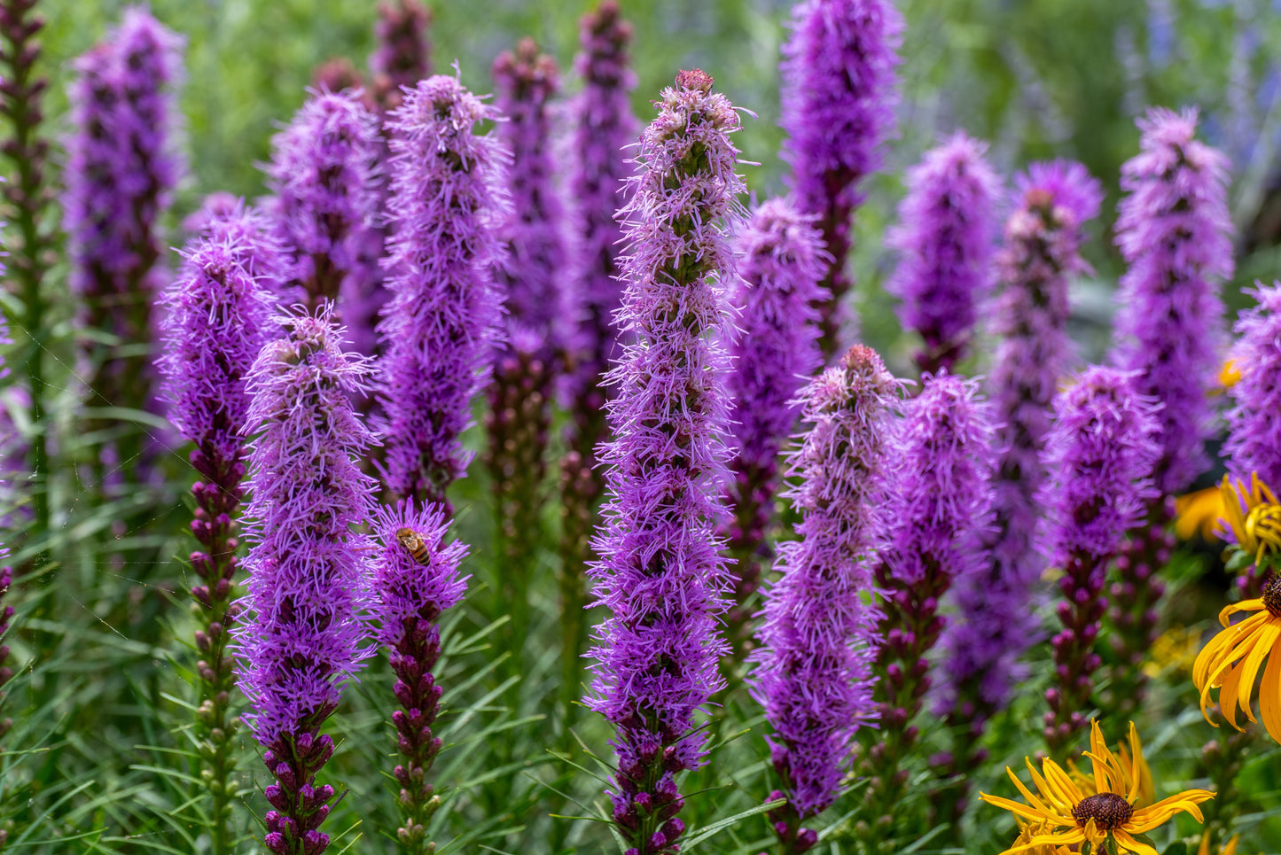 Gayfeather Pink Lavender - 400x seeds - Perennial Cutting Flower