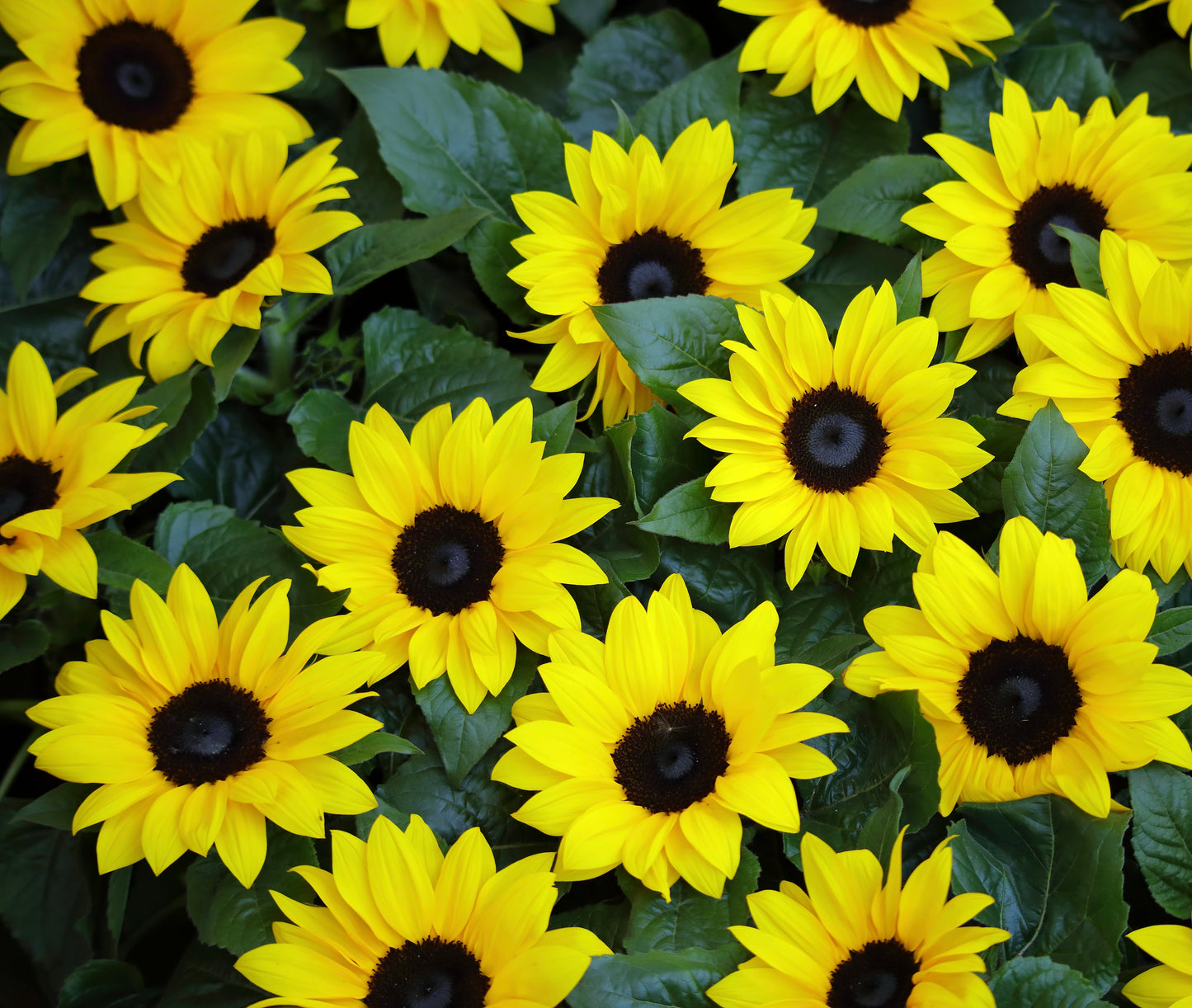 Mini Dwarf Sunflower Seeds To Grow in Pots & Gardens - 50x Seeds - Flowers